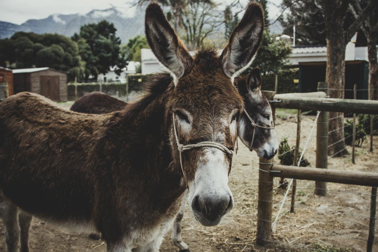Dolittle Cottages Swellendam Buitenkant foto