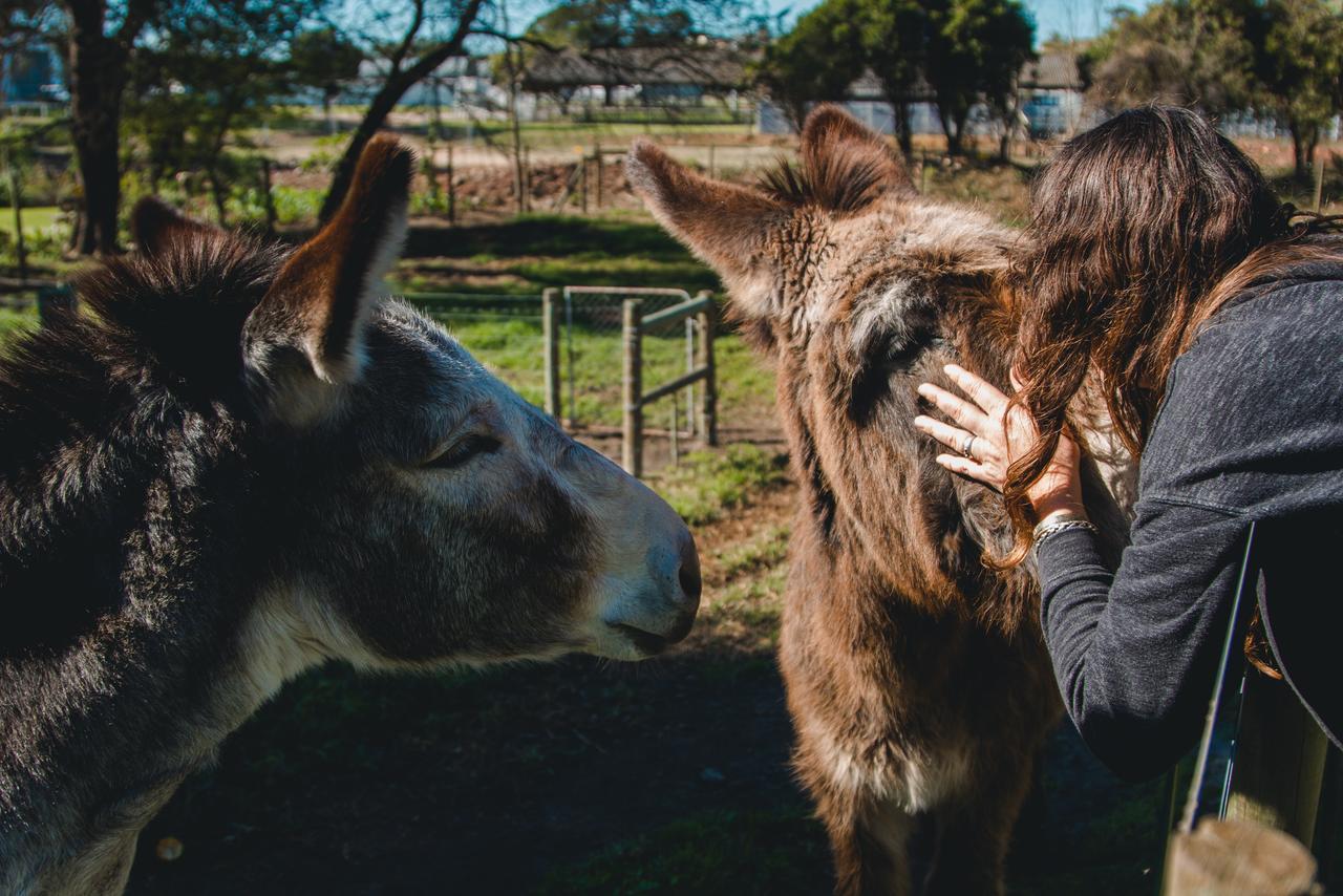 Dolittle Cottages Swellendam Buitenkant foto